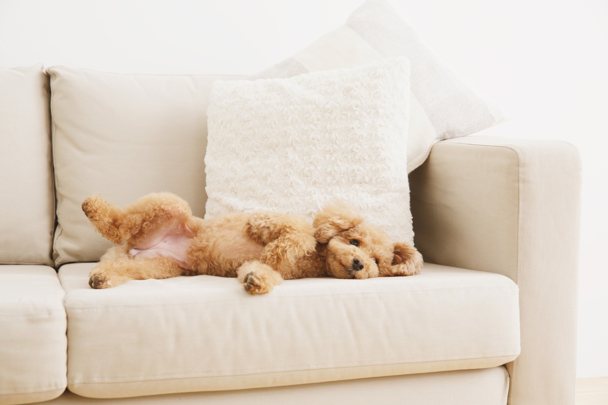 Jak odstranit psí chlupy